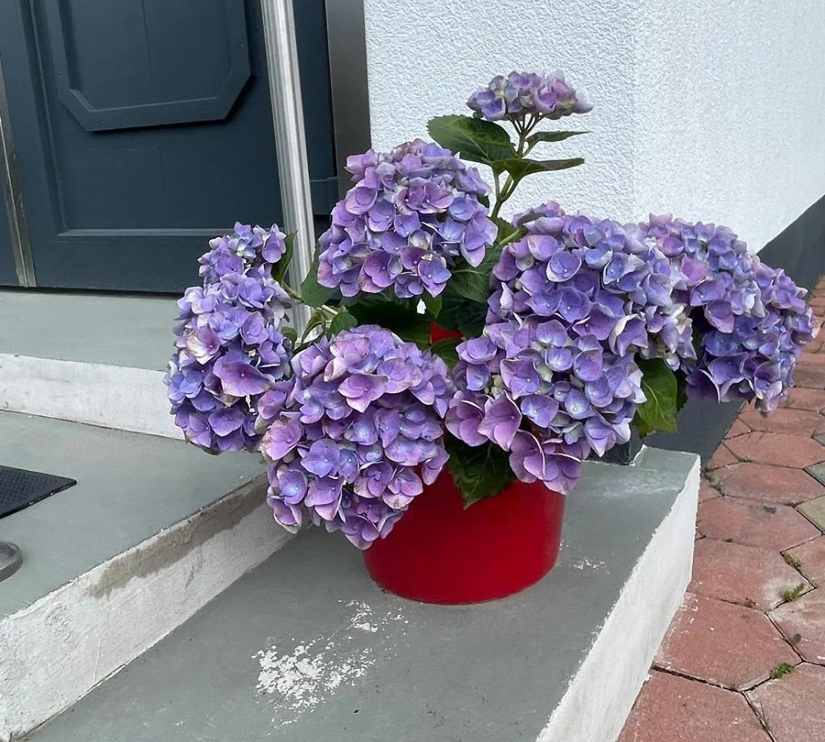 Villa In Vienna In Perfect Situaton Near Vic And Donau Park With Pool And Private Garden Sleeps 4 With 2 Bedrooms, Kitchen And Livingroom And Bath And Private Parking 0*,  오스트리아