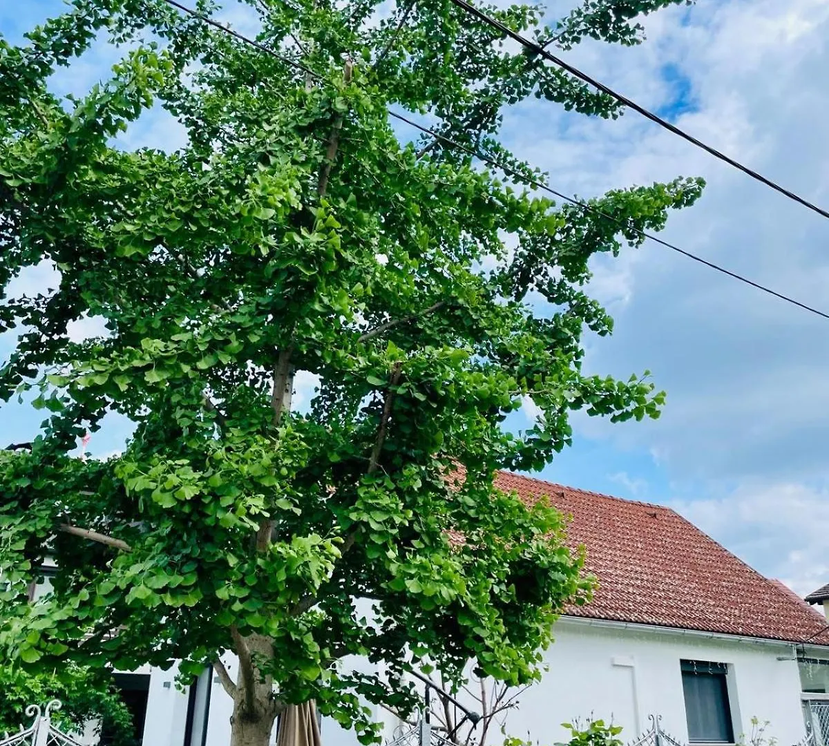 Villa In Vienna In Perfect Situaton Near Vic And Donau Park With Pool And Private Garden Sleeps 4 With 2 Bedrooms, Kitchen And Livingroom And Bath And Private Parking Austria